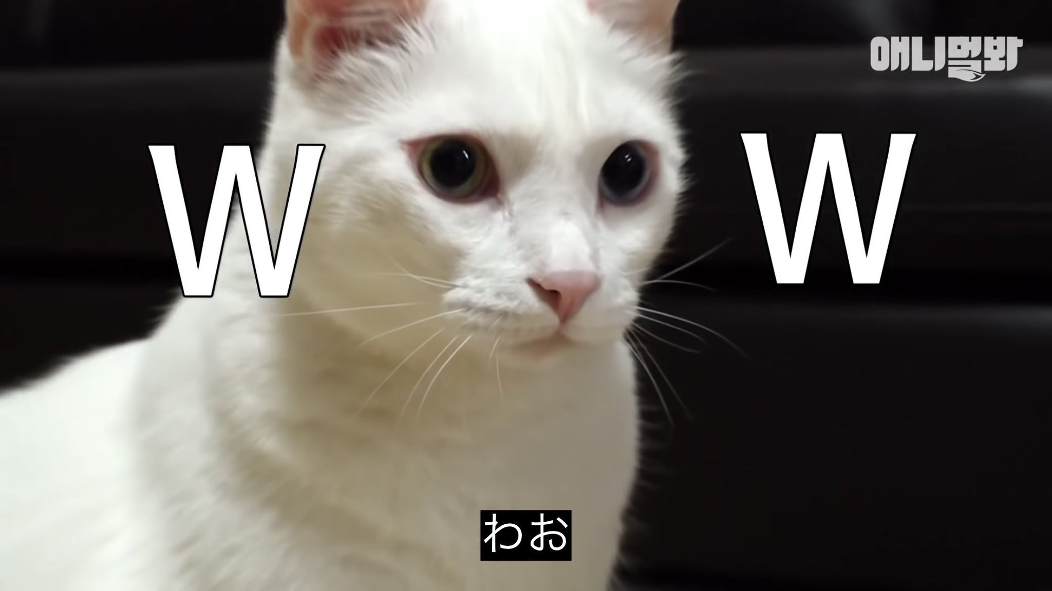 ねこ⭐︎° ねこ先輩 on X: 