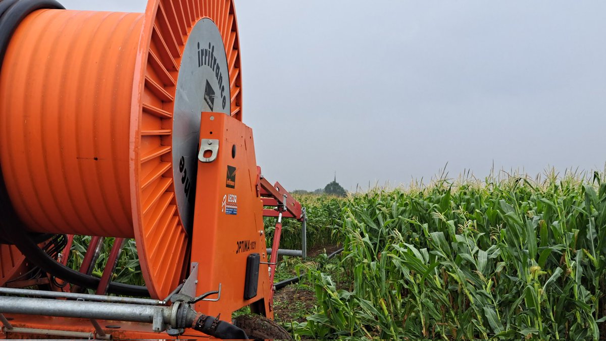 AgriSkippy's tweet image. Inutile d'arroser par temps pluvieux ?
Oui s'il pleut plus de 30mm/semaine, ici ce n'est pas le cas
Retour du sec bientôt, on assure le rendement grain (la valeur alimentaire pour les vaches)
Un excellent maïs c'est moins de surface pour le troupeau et plus pour.. les gens ;)