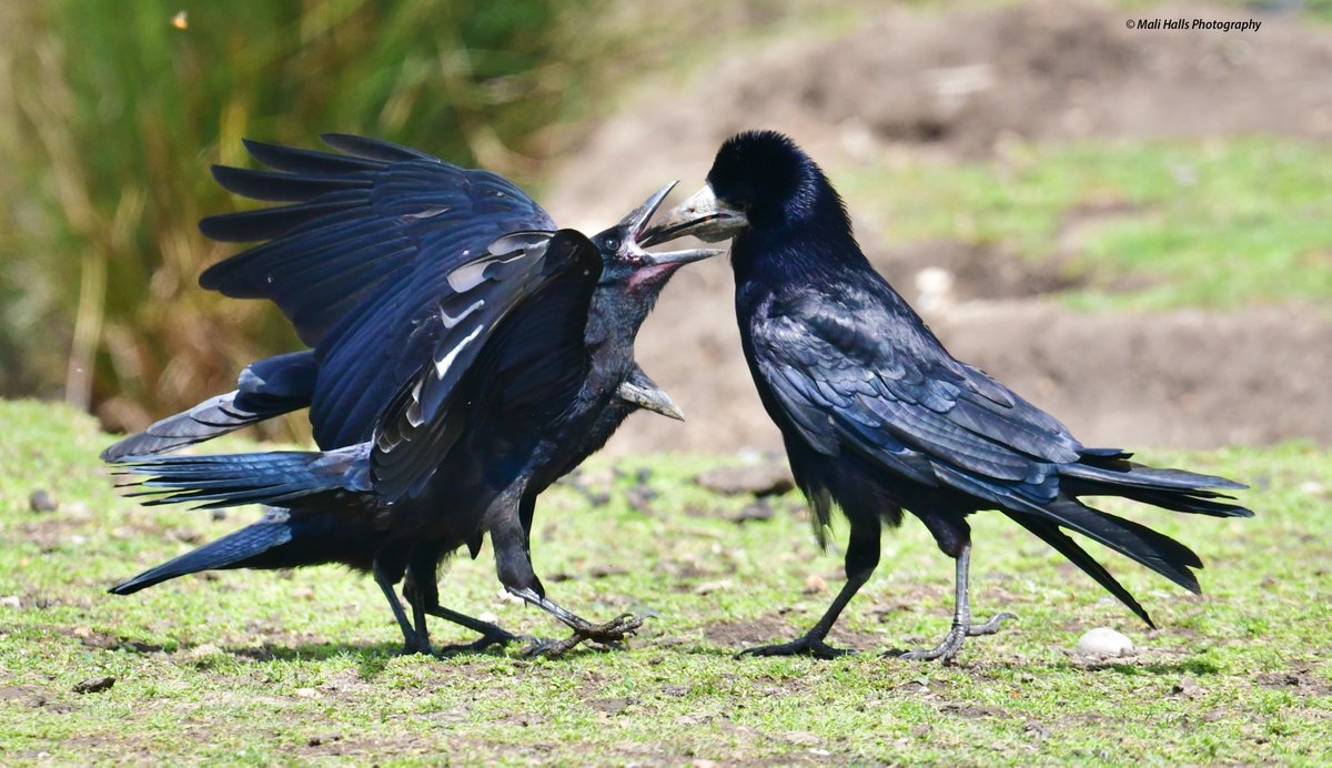 Rooks.

Hungry mouths to be fed.

#BirdTwitter #Nature #Photography #wildlife #birds #TwitterNatureCommunity #birding #NaturePhotography #birdphotography #WildlifePhotography #Nikon