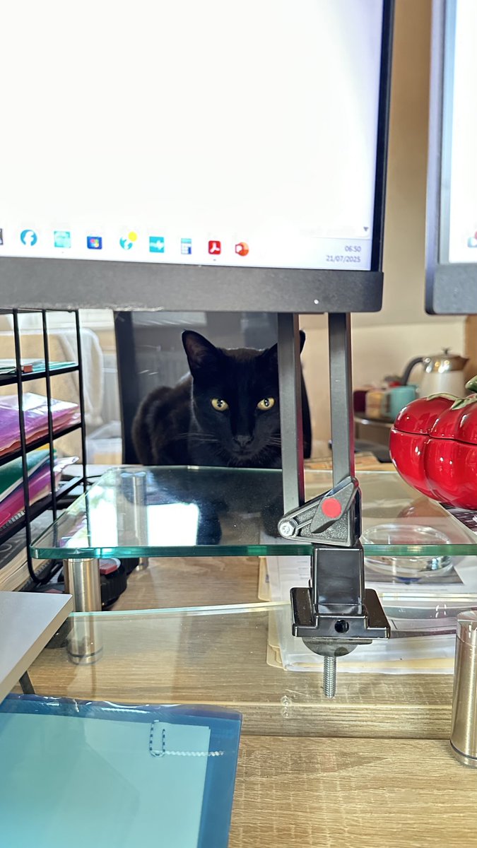 RolfatWarwick's tweet image. Rolf report 24 July: When I want to signal that I’m ready for my third breakfast, I crouch down in this position behind the monitors and wait for the American Human to hop to it. If he doesn’t, then much meowing follows until the goods are delivered. Rolf x