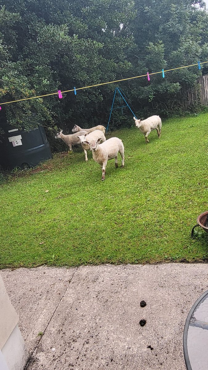 Minding a friend's place while he's away and this morning I'm being invaded