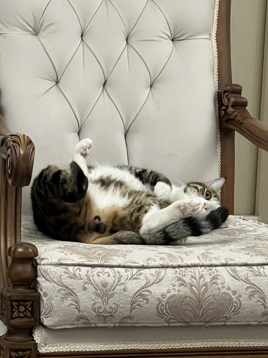 لبوبو فقط اقا پامکین