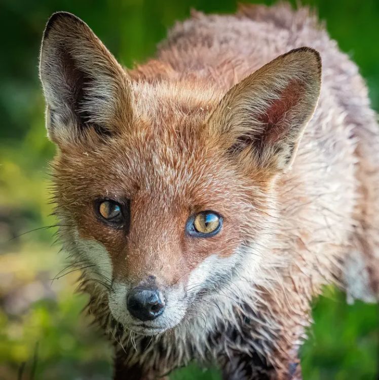 ChrisGPackham's tweet image. Good morning . Your #FoxOfTheDay today is from @lucasbarribalwild , thank you Lucas !