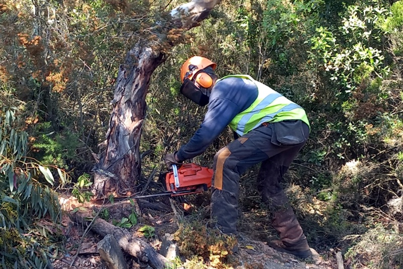 Revista Baix Empordà (@rbaixemporda) on Twitter photo El <a href="/cgavarres/">Consorci Gavarres</a> tala 11 hectàrees d’eucaliptus dins el massís per recuperar la sureda autòctona: revistabaixemporda.cat/el-consorci-de… El <a href="/cgavarres/">Consorci Gavarres</a> tala 11 hectàrees d’eucaliptus dins el massís per recuperar la sureda autòctona: revistabaixemporda.cat/el-consorci-de…