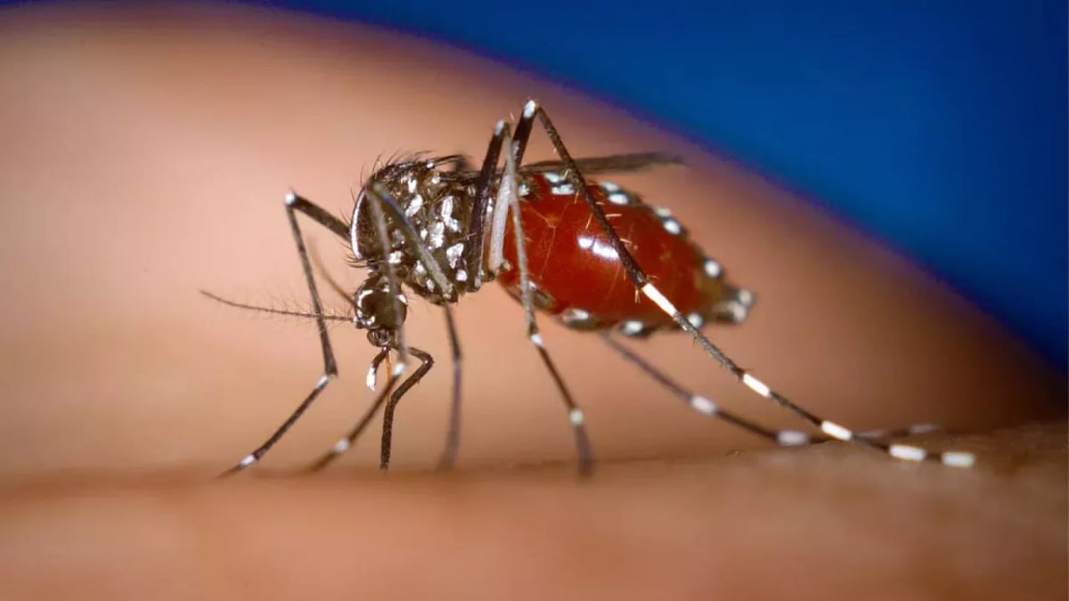 Dünya Sağlık Örgütü, sivrisinekler yoluyla bulaşan "Chikungunya" virüsünün küresel bir salgına dönüşme riski konusunda uyarıda bulunarak, ülkeleri erken önlem almaya çağırdı.
Yine başladılar 🤦‍♀️😡