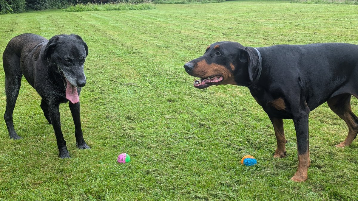 NotBadForHerAge's tweet image. I'm not sure what she said, but it worked ๐ #Fred doesn't look as though he minds that he 'donated' his ball to #Damson ๐
๐