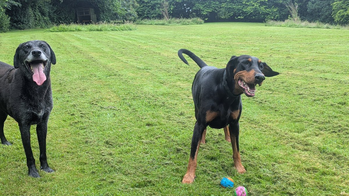 NotBadForHerAge's tweet image. I'm not sure what she said, but it worked ๐ #Fred doesn't look as though he minds that he 'donated' his ball to #Damson ๐
๐