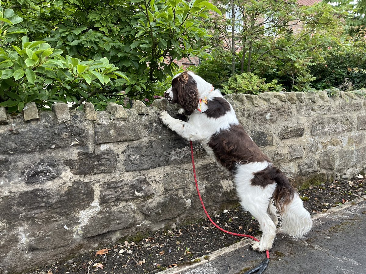 EDDIE Heir 2 AdsDogCharlie (@adsdogcharlie) on Twitter photo Morning Pals, Happy Thursday
I’ve been for my bimble with D
Helping M WFH today
How are you today? I do hope your week is going well.
Sending love & strength to all pals needing it, especially my wee pal <a href="/BellaShihTzuAce/">Bella🇬🇧</a> Morning Pals, Happy Thursday
I’ve been for my bimble with D
Helping M WFH today
How are you today? I do hope your week is going well.
Sending love & strength to all pals needing it, especially my wee pal <a href="/BellaShihTzuAce/">Bella🇬🇧</a>