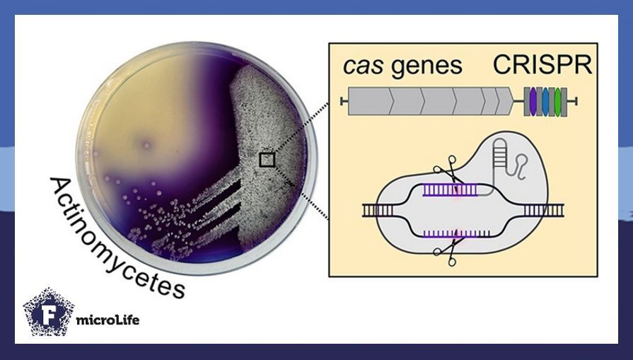 microLife (@microlifejrnl) on Twitter photo #Actinomycetes are rich in #CRISPR-Cas systems—many with unique features—yet their roles remain largely unknown.🧬 Mitousis et al. review highlights the need to explore these systems to unlock better genetic tools & new #naturalproducts.🦠 ⚙️ <a href="/uni_tue/">Universität Tübingen</a>
buff.ly/84sehNp #Actinomycetes are rich in #CRISPR-Cas systems—many with unique features—yet their roles remain largely unknown.🧬 Mitousis et al. review highlights the need to explore these systems to unlock better genetic tools & new #naturalproducts.🦠 ⚙️ <a href="/uni_tue/">Universität Tübingen</a>
buff.ly/84sehNp