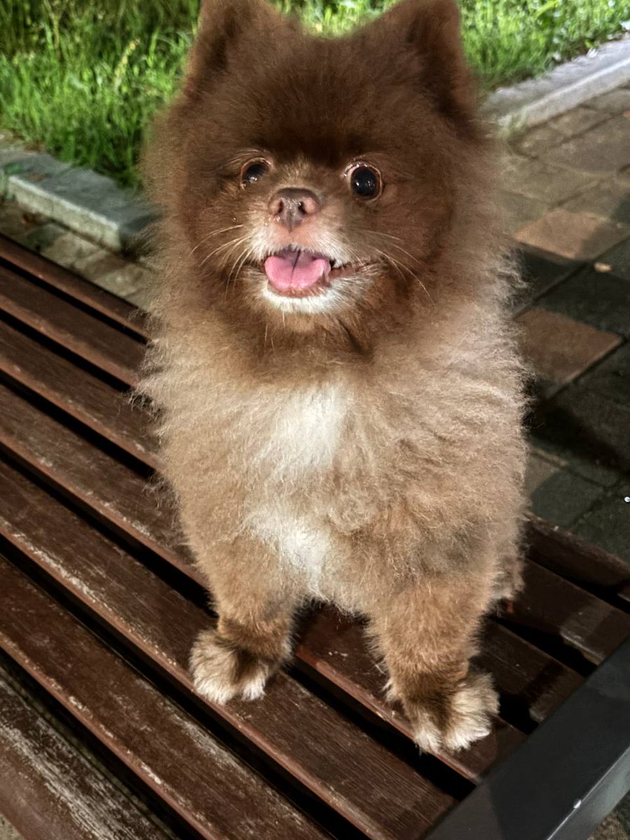 0xBANDAL's tweet image. 진심 차와 집 밖으로 나가는 순간 지옥... 🐻 너무 덥다 너무 덥다...
Focking Hot today in 🇰🇷