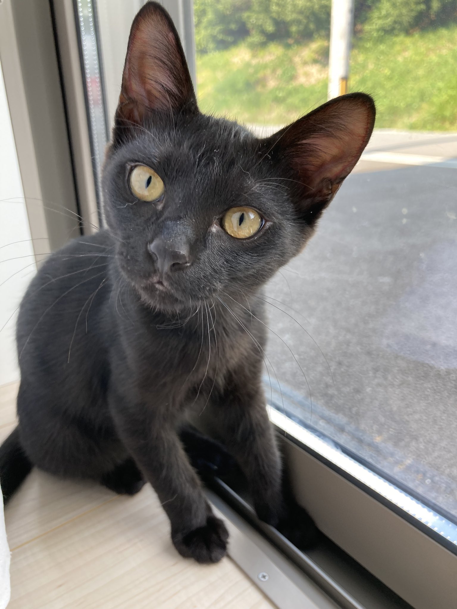 萌猫 JXK SMALL 快递猫2.0 可爱萌宠治愈猫咪模型摆件礼物手办- 拆盒