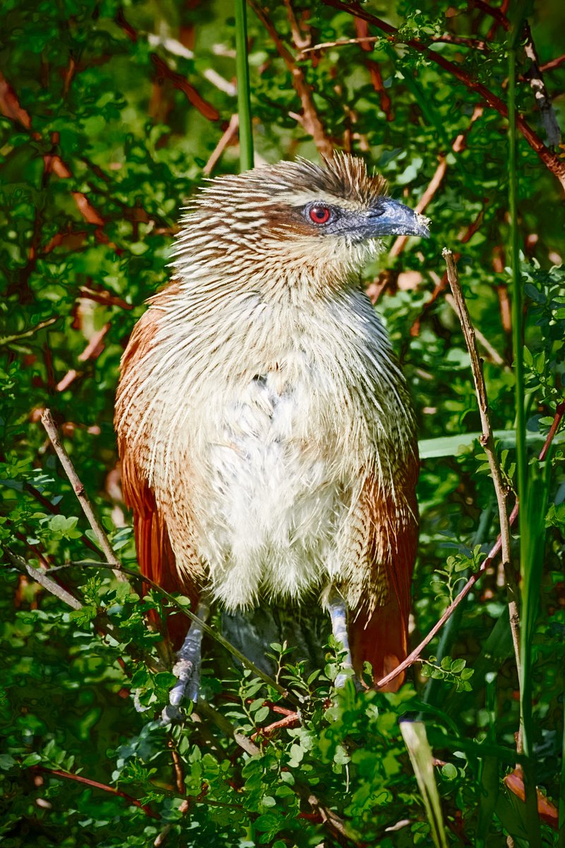 bownaankamal's tweet image. With a deep, bubbling call echoing through the thickets, the White-browed Coucal is more often heard than seen. A master of stealth and shrubs, this secretive bird is nature’s whisper in the wild!
Photo by @bownaankamal
🐦 Serengeti | Tanzania
.
.
#WhiteBrowedCoucal…