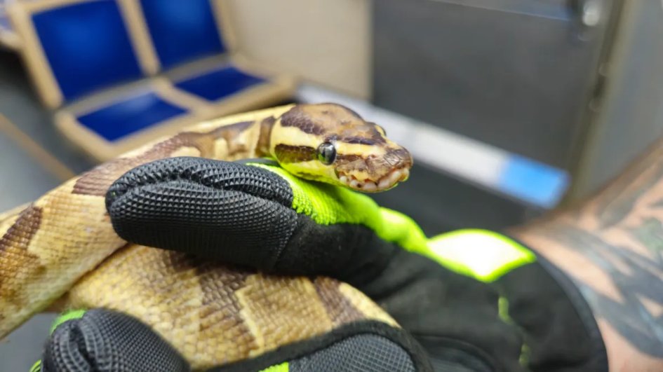 Oak Park firefighters rescued a pet python named Lucius from a CTA train control box, reuniting it with its owner after a spine-chilling getaway!   nbcchicago.com/news/local/pet…