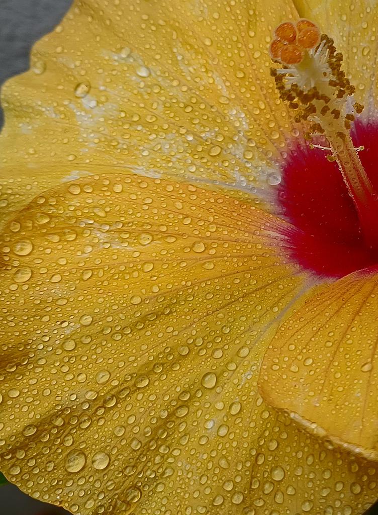 こんにちはです
(´｡• ᵕ •｡`)🌺🌿凄い雨☔
午後からも安全第一にお気をつけて行きましょです🍃