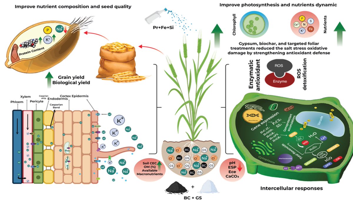 krushxp90's tweet image. 🌾 Have a look at our current research that was published in Plant Physiology and Biochemistry Journal
📖 Synergistic effect of biochar along with gypsum and foliar nutrient strategies on the growth, yield, metabolism, and gene expression in barley plants under salinity stress.…
