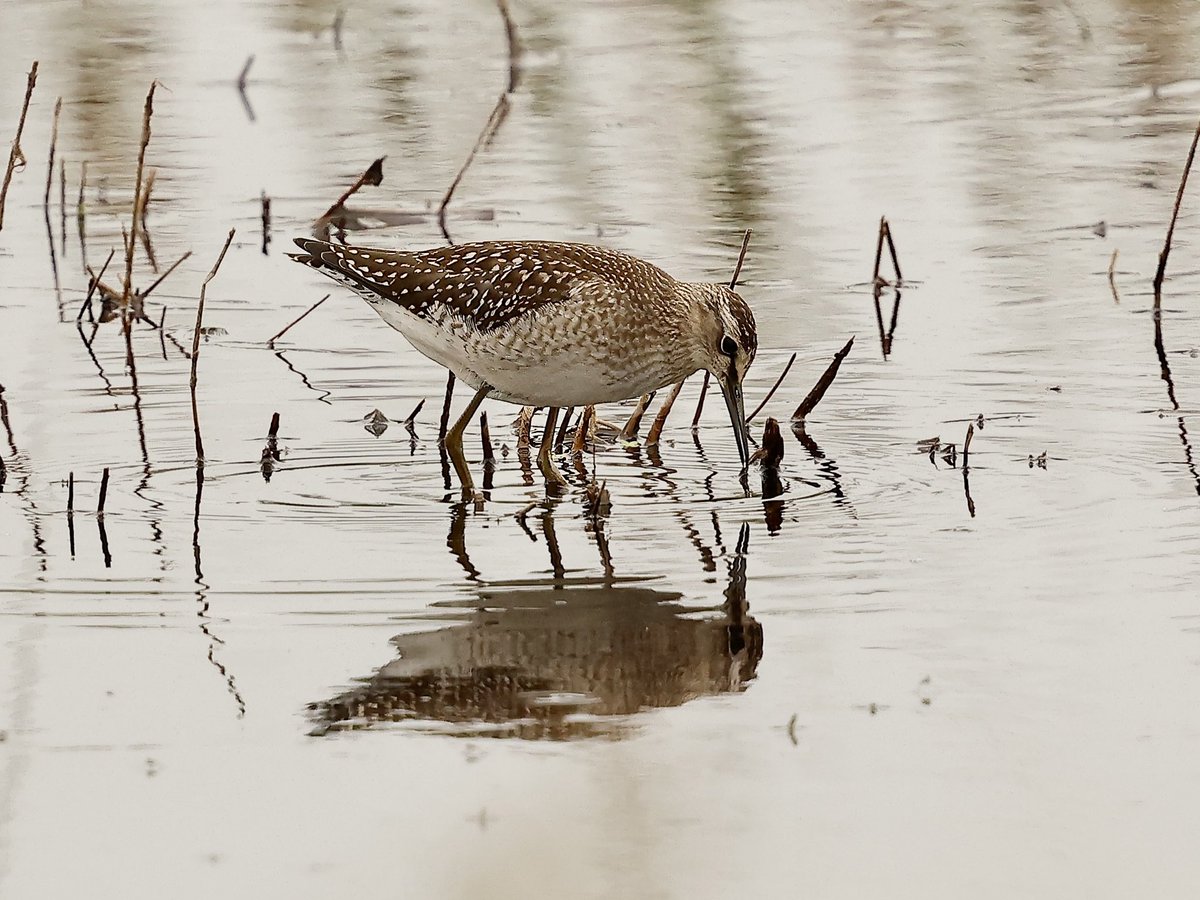 TomCadwallender's tweet image. Wood Sandpiper recently at Buston Links Marsh, part of the Aln Estuary, Northumberland.