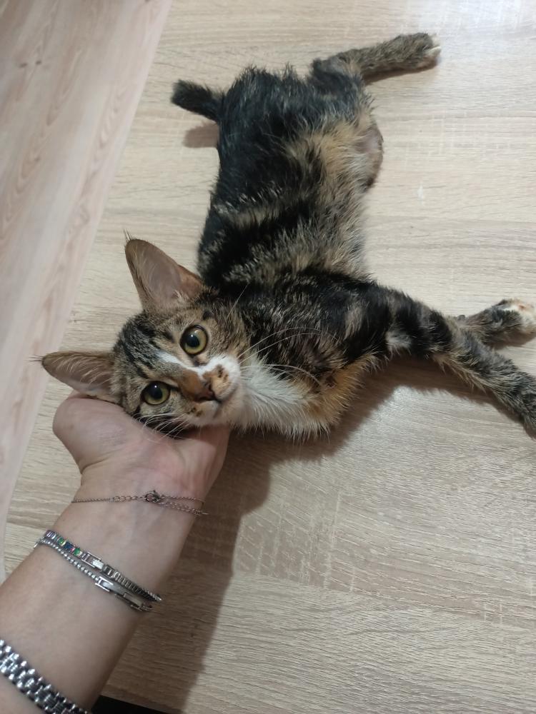 Engelli Canlara Öncelik!

GEÇICI (sadece konya) KALICI (Tüm iller)

ACIL YUVA!

4 aylık, dişi

Sevgi dolu, mırıl mırıl bir can.

Çok zor günler geçirdi, 1 bacağı ve kuyruğu yok.

Kum eğitimi var, iç dış parazit aşıları yapıldı

Artık klinik kafesinden kurtulması gerekiyor.

Ona