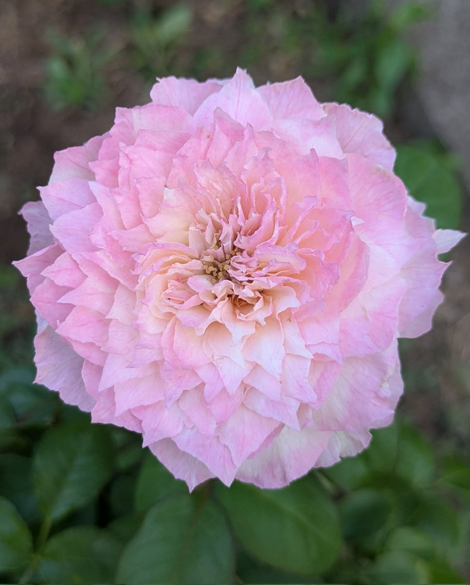 j5FTNd42bUc1k3D's tweet image. 暑くても濃厚な香りがします。

ルリール