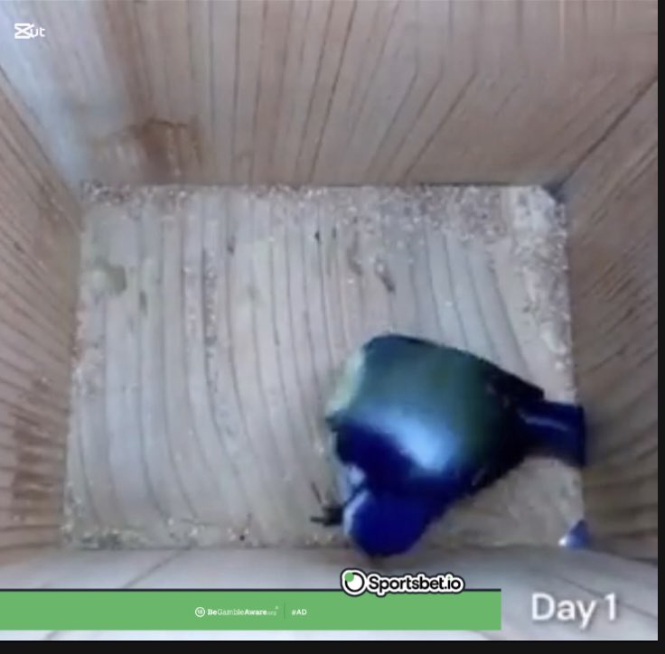 A fixed camera records the bird building a nest from start to finish. 

Interesting thread 🧵⬇️