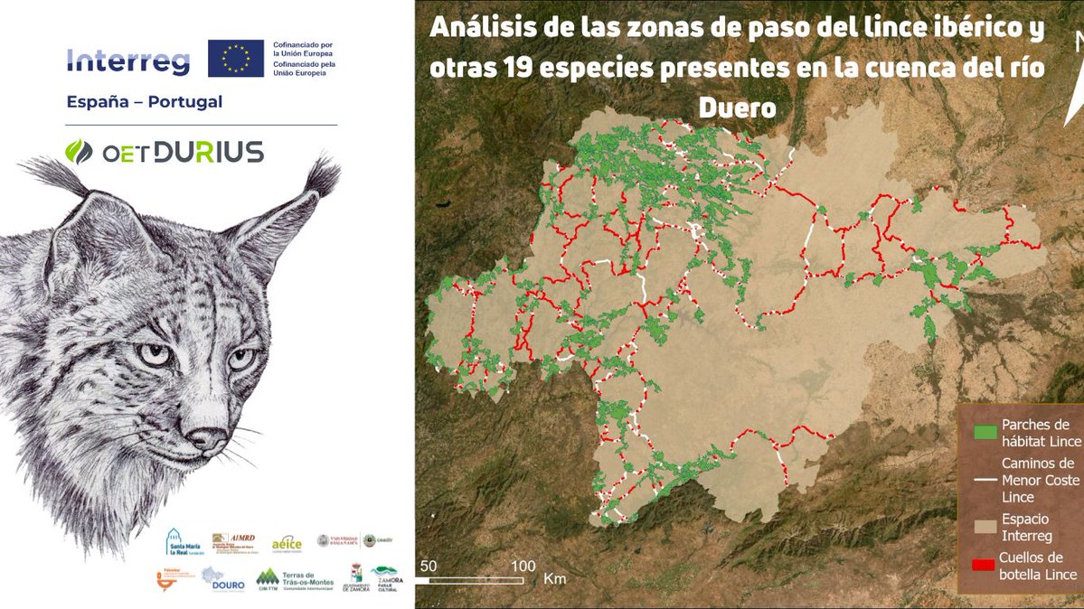 Fundación Santa María la Real (@fundacionsmlrph) on Twitter photo 🐾 ¿Cómo se mueven los mamíferos en el entorno del Duero? ¿Qué zonas son críticas para su paso? OET Durius analiza corredores para diferentes especies #Interreg #POCTEP ℹ️oetdurius.com/analizan-las-z…
<a href="/poctep/">Interreg España-Portugal</a> #OETDurius #ConectividadEcológica #Duero #Biodiversidad 🐾 ¿Cómo se mueven los mamíferos en el entorno del Duero? ¿Qué zonas son críticas para su paso? OET Durius analiza corredores para diferentes especies #Interreg #POCTEP ℹ️oetdurius.com/analizan-las-z…
<a href="/poctep/">Interreg España-Portugal</a> #OETDurius #ConectividadEcológica #Duero #Biodiversidad