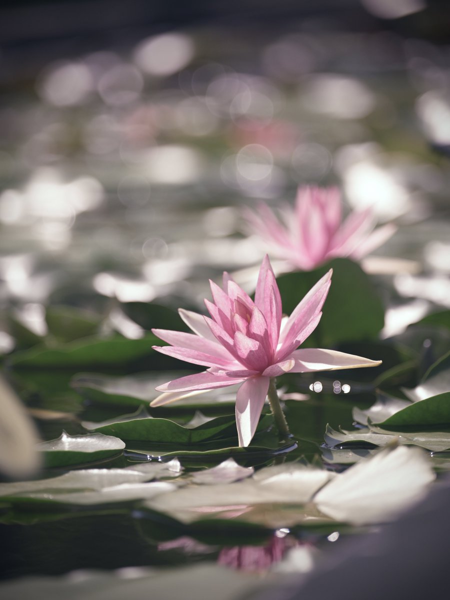 C9H19NO4's tweet image. 細長くシャープな花弁が印象的な
🪷スイレン
🎤( ᐖ ) ナイフミタイニトガッテハァ♪
草津市立水生植物公園みずの森(滋賀県)
Z5II Z24-120mm f/4S