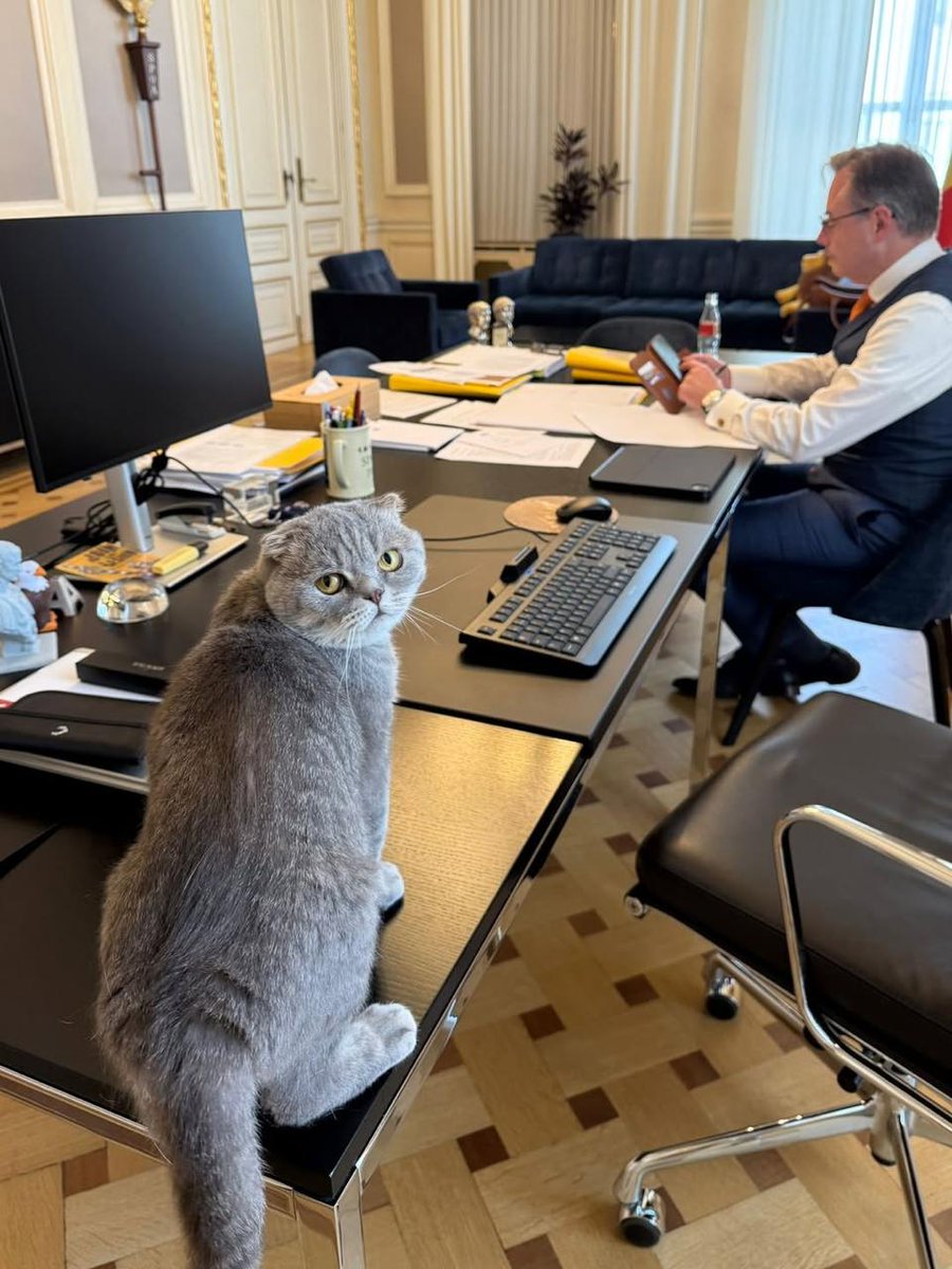 Cat_rango's tweet image. 😺One more political CAT-didate in 🇧🇪Belgium! PM Bart De Wever's took the cat from the shelter cause it can't contact other cats. So Maximus Textoris Pulcher is already influencing government negotiations! Does anyone still doubt cats run the world?🐾 #Politics #Funny #Animals