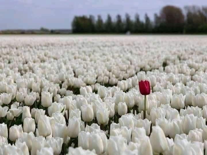 🕊️𝕊ᴇʜᴇʀ 𝔹ᴜᴛᴛ🕊️ᴾᵃᵏᴾᵒʷᵉʳ (@2sehr) on Twitter photo اختلاف، خوبصورت بھی ہو سکتا ہے 🤍🥀 اختلاف، خوبصورت بھی ہو سکتا ہے 🤍🥀