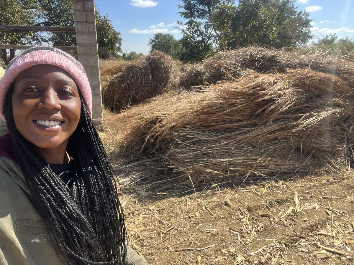 TheYoungFarmer's tweet image. You can never go hungry on the farms even grass you can be sold for thatching 😍