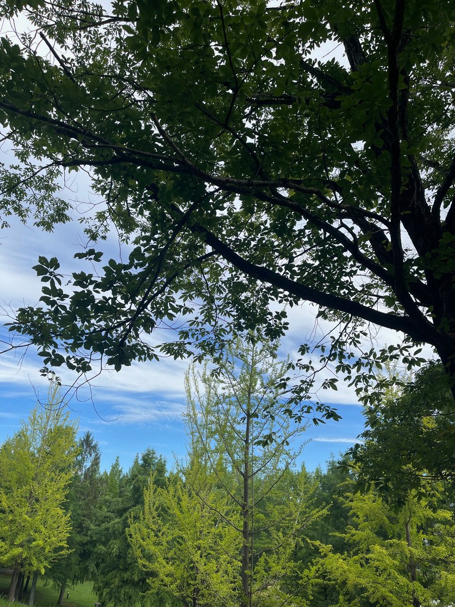 hiroshima_pref's tweet image. おはようございます。
先日、避暑地を求めて
県北で森林浴をしてきました🌲
ゆっくりと散策し
リフレッシュできました😊
子供は高い木々に囲まれた空間に喜び
昆虫探しで忙しそうでした😅
皆さんも熱中症対策をして
暑い夏を楽しんでください🍧
#広島愛がとまらない
#子育てしやすい広島