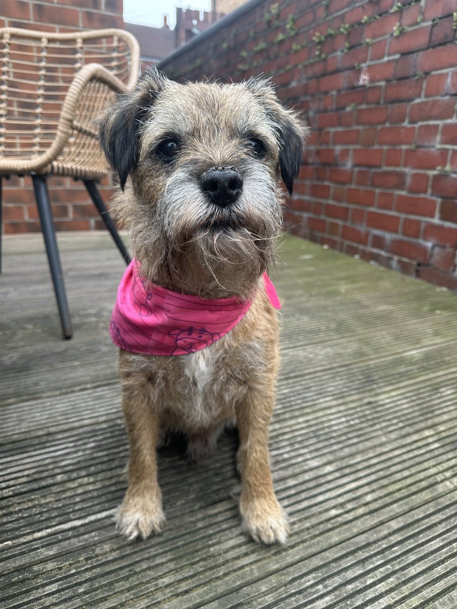 Riley_roo888's tweet image. Happy #TerrierDoniaDay to all our pals, may this day be full of fun and mischief 😬 #BTPosse #TerrierOrange