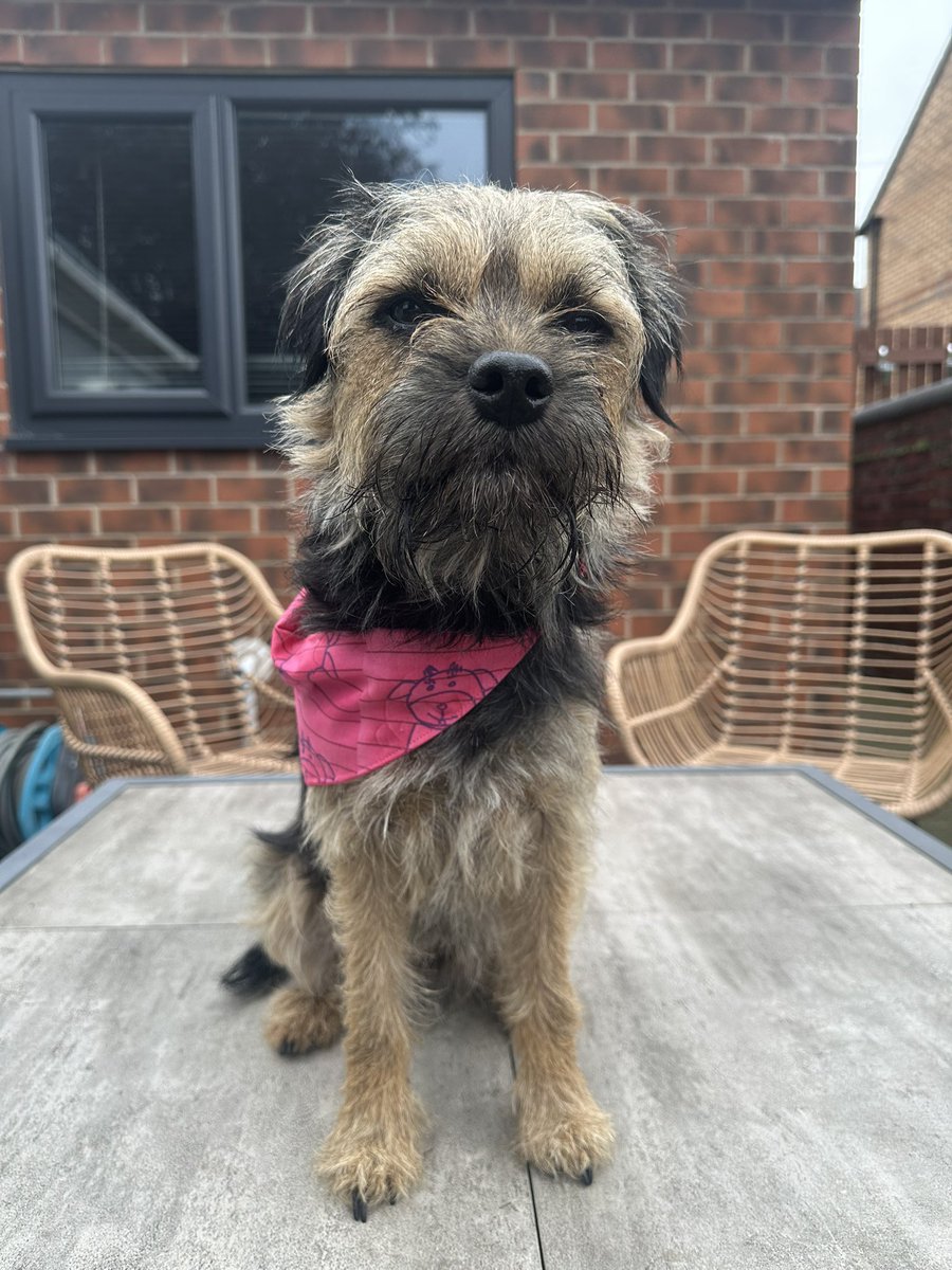 Riley_roo888's tweet image. Happy #TerrierDoniaDay to all our pals, may this day be full of fun and mischief 😬 #BTPosse #TerrierOrange