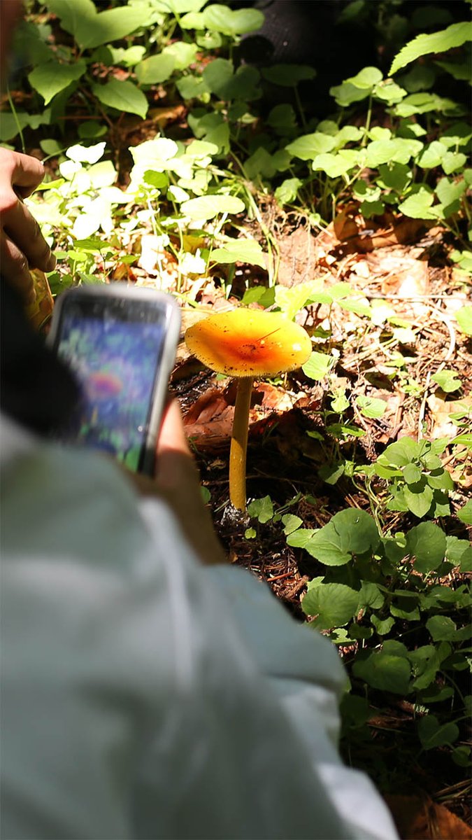 今日明日は #公開講座「高校生のための菌類学入門」です。#日本菌学会 後援。

午前中は樹木園でキノコ探し。写真手前右の #出川洋介 先生も一緒になって楽しみました。#タマゴタケ もありました！