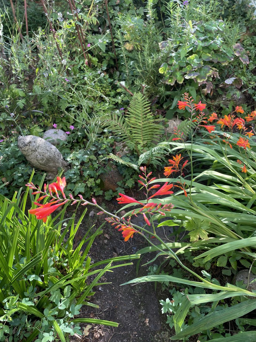 helen21206699's tweet image. Good morning from #sunshine in our little #cottage #garden #crocosmia