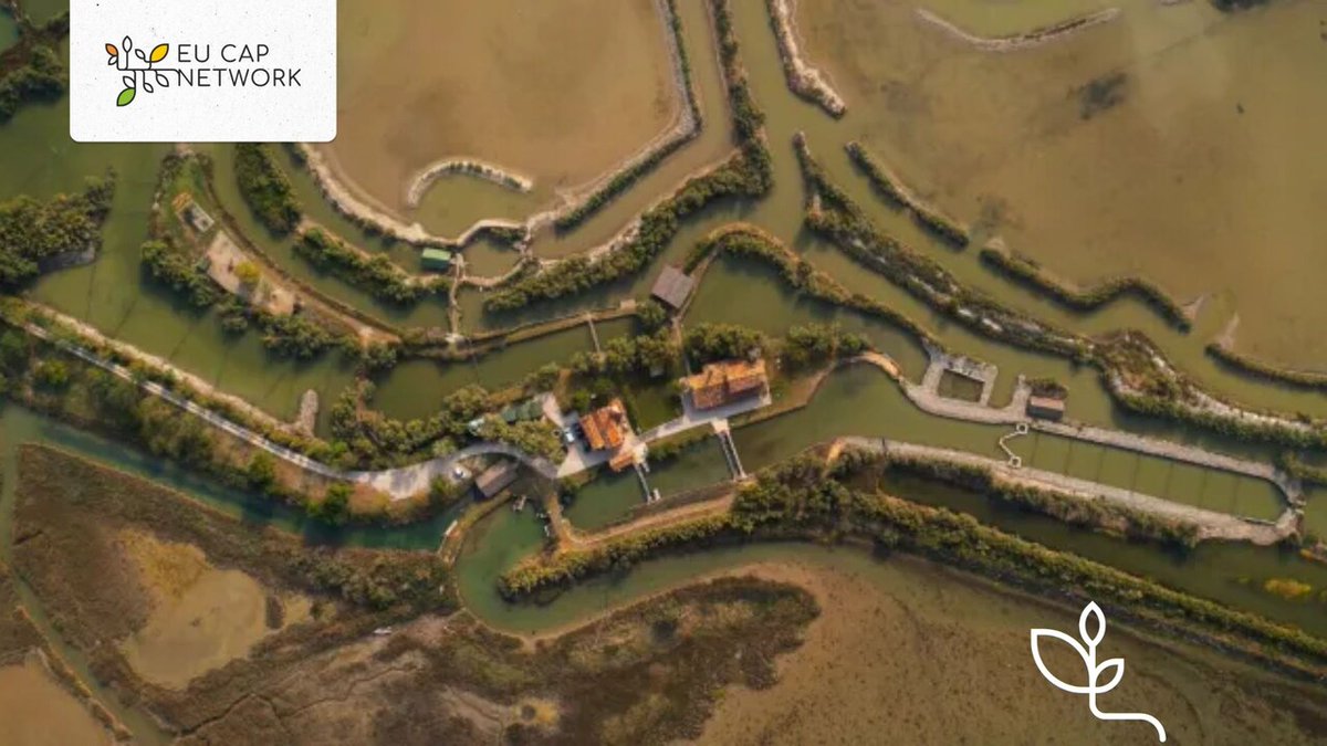 eucapnetwork's tweet image. 🐟 How a fish farm became a haven for wildlife.
With CAP funds, the Societá Agricola Valle Pantani farm in Italy quadrupled bird numbers and recorded seven new species in just one year.
Read more about the good practice 👉 kont.ly/41b8c478