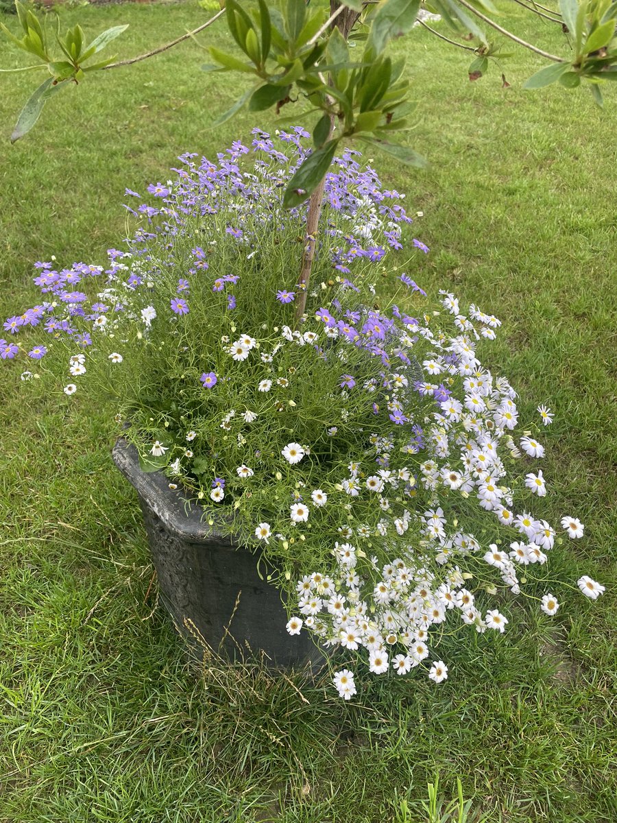 Today on this #ThrowbackThursday we remember our beautiful Daisy 🌼 otrb 🌈 
her resting place is now in full bloom…. Bless her.. 😿❤️ 🌼🌸🌼🌸🌼🌸🌼🌸🌼🌸🌼🌸🌼🌸

#Hedgewatch #CatsOfTwitter #fursday #ThursdayThoughts #thursdaymood