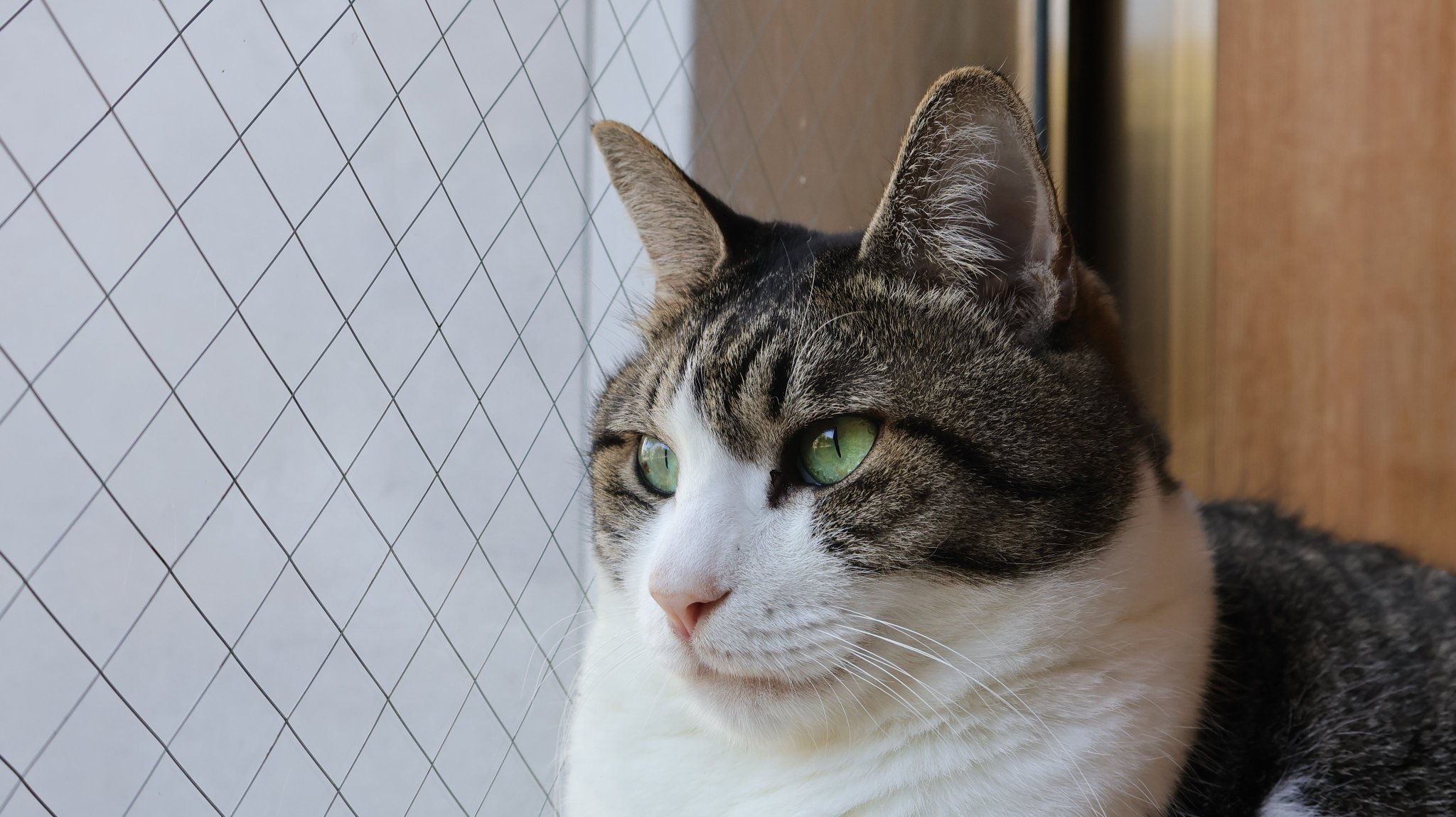 Posts with replies by 猫屋敷 (@harapeko234) / X
