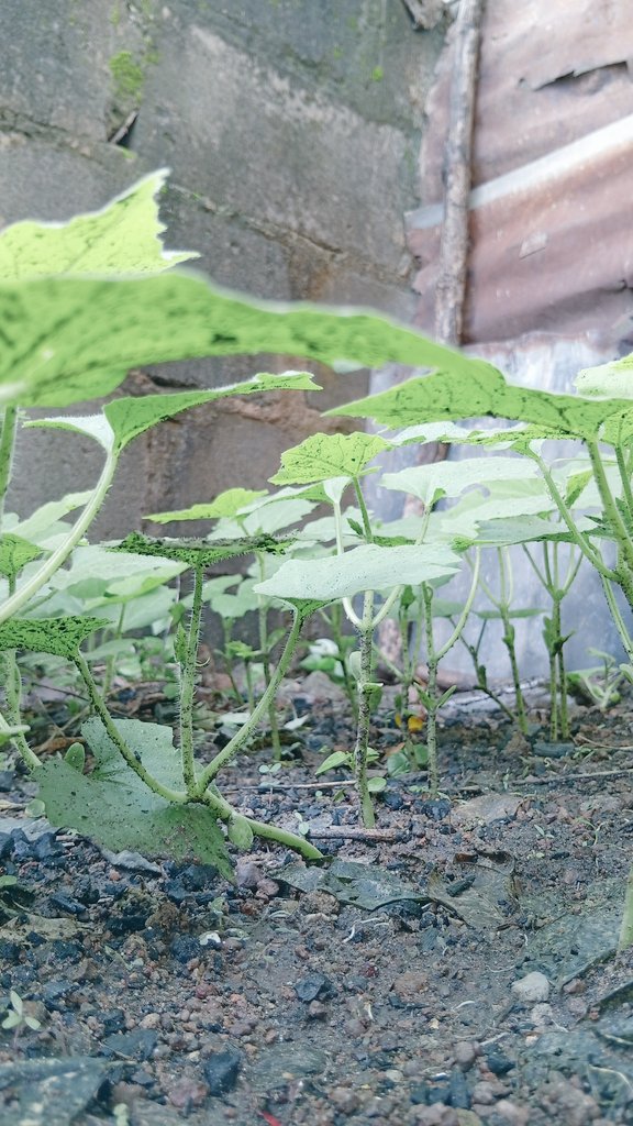 Abdulmumeen Abimbola (@profbola01) on Twitter photo 