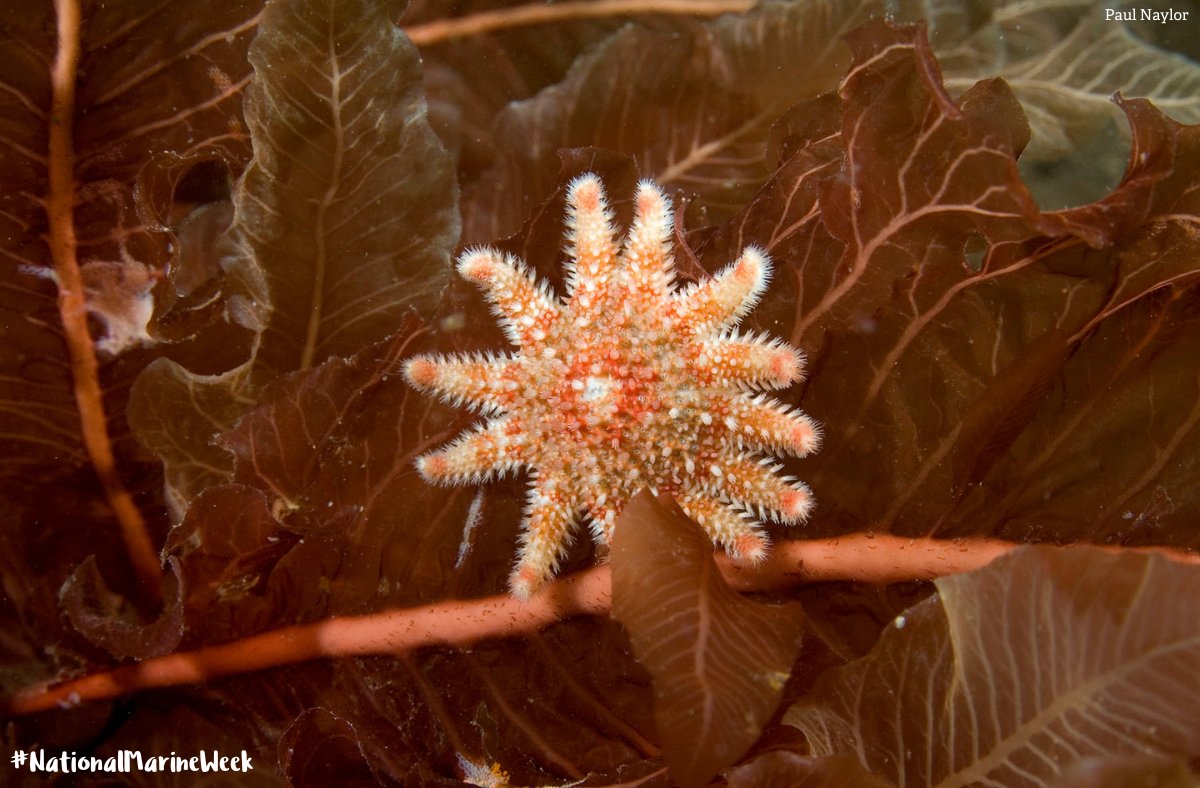 New survey shows public support for marine protection:

✅ 80% say marine wildlife deserves same care as land
✅ 57% more likely to buy sustainable fish after learning about bottom trawling
😮 Only 8% knew MPAs don’t protect everything

wildlifetrusts.org/news/governmen… #NationalMarineWeek