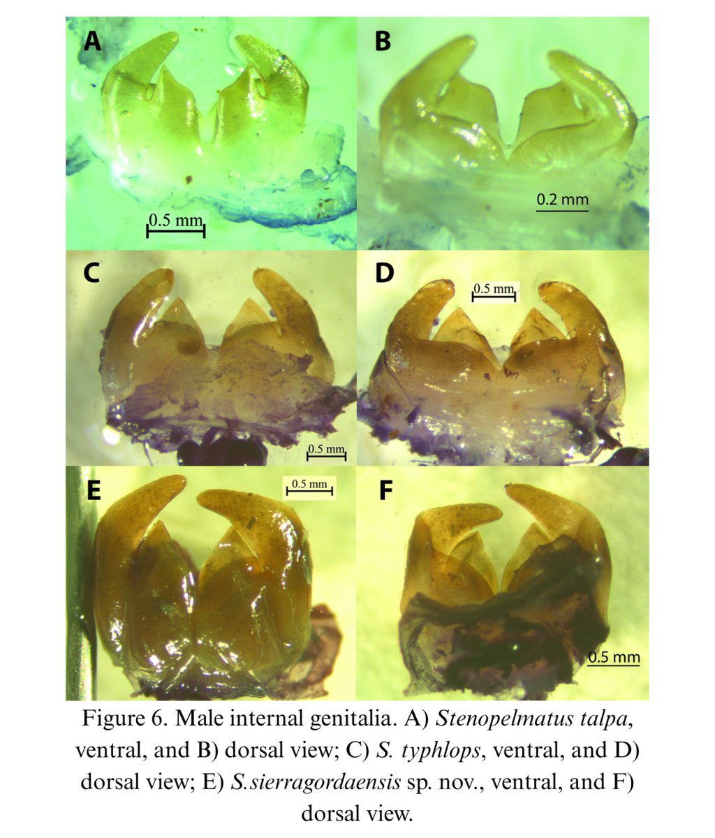 Se realizó una revisión taxonómica del grupo de especies Stenopelmatus talpa (Stenopelmatidae: Stenopelmatini). Se delimitaron 9 especies de las cuales 7 son nuevas para la ciencia. Leer más: revista.ib.unam.mx/index.php/bio/…