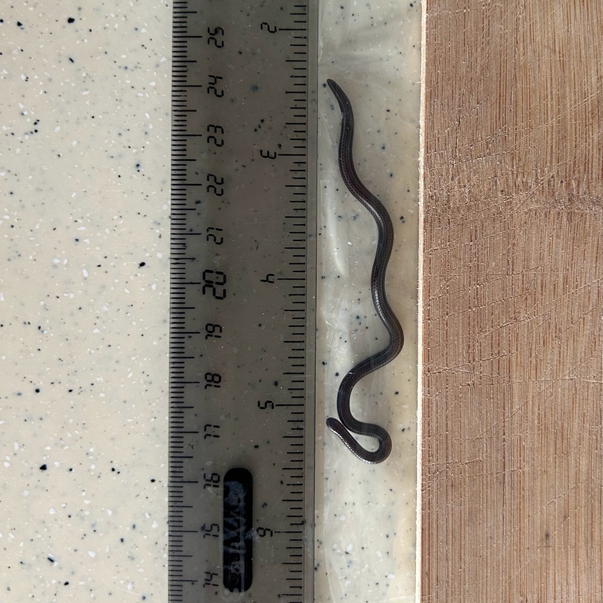 MonteroQuercus's tweet image. #EstudioDeLaNaturaleza
#NuevasEspecies
🐍 La serpiente más pequeña del mundo, Tetracheilostoma carlae, endémica de las islas Barbados, ha sido reedescubierta tras veinte años sin avistamientos confirmados news.mongabay.com/2025/07/worlds…
Fotos: Conor Blades / Re:wild
Vía @mongabay