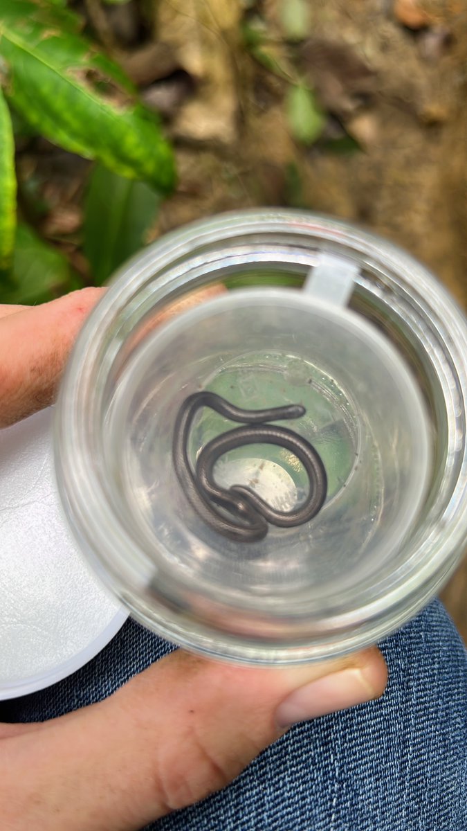 MonteroQuercus's tweet image. #EstudioDeLaNaturaleza
#NuevasEspecies
🐍 La serpiente más pequeña del mundo, Tetracheilostoma carlae, endémica de las islas Barbados, ha sido reedescubierta tras veinte años sin avistamientos confirmados news.mongabay.com/2025/07/worlds…
Fotos: Conor Blades / Re:wild
Vía @mongabay