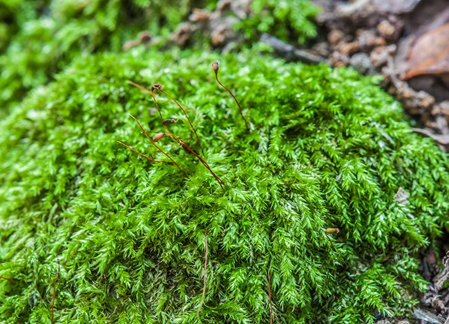 xarxadeparcs's tweet image. 🌿Un estudi sobre els briòfits del Parc de la Serralada Litoral fet per BrioLi-ICHN identifica 109 espècies i les principals comunitats brioliquèniques
ℹ️ parcs.diba.cat/ca/web/l-infor…