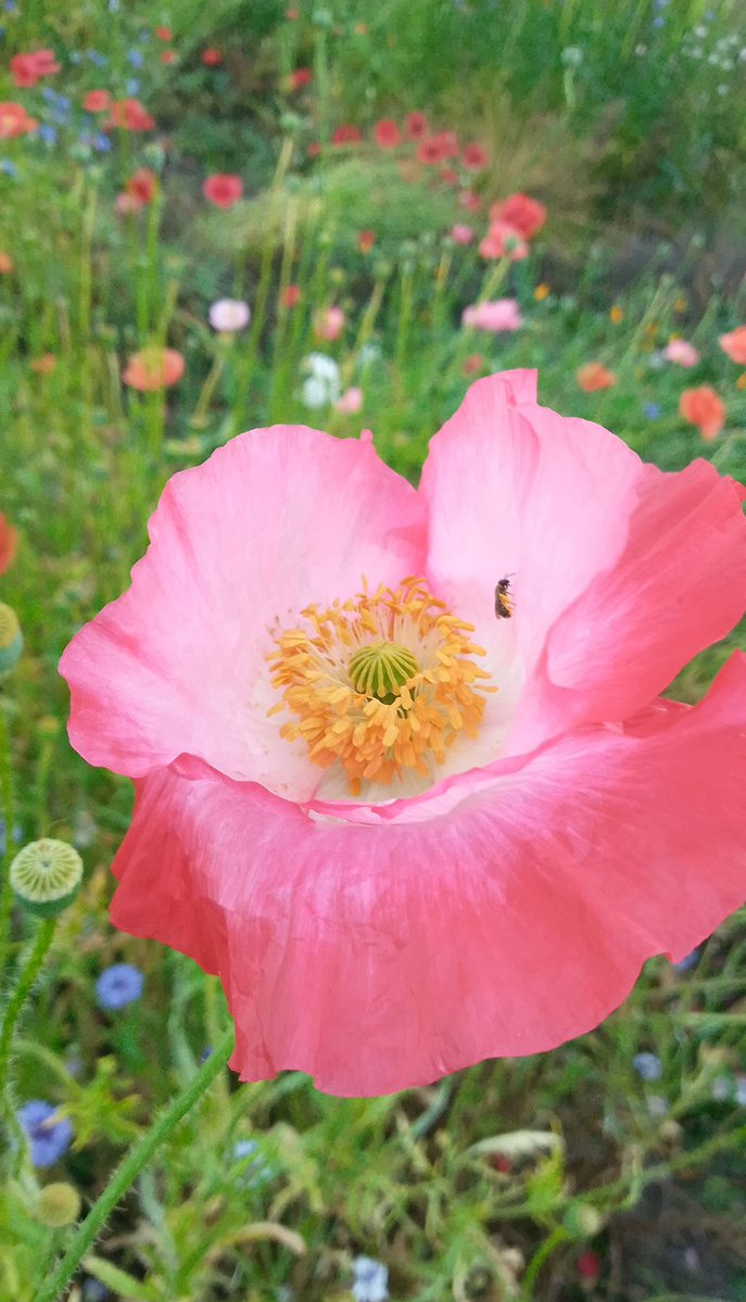 stevep1407's tweet image. #InsectThursday albeit a small one, but good reason to see these amazing flowers again from another angle.
#nature #flowers