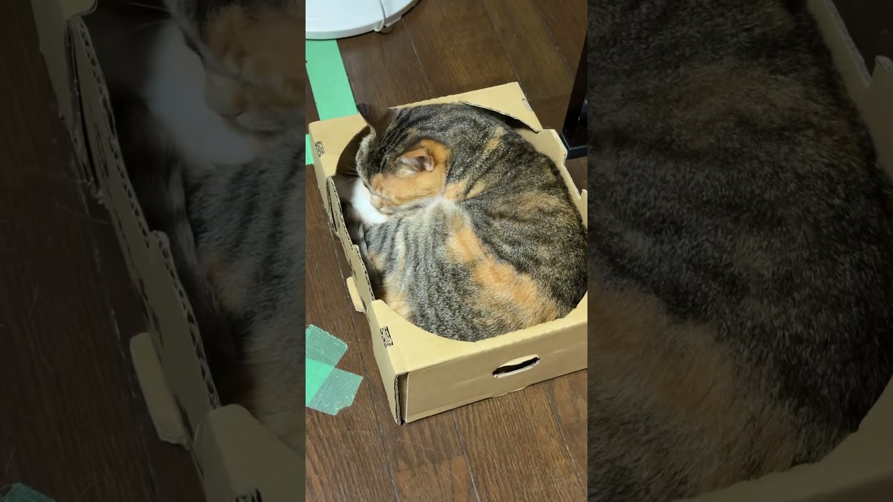 大の字猫 kurakurakurarin on X: