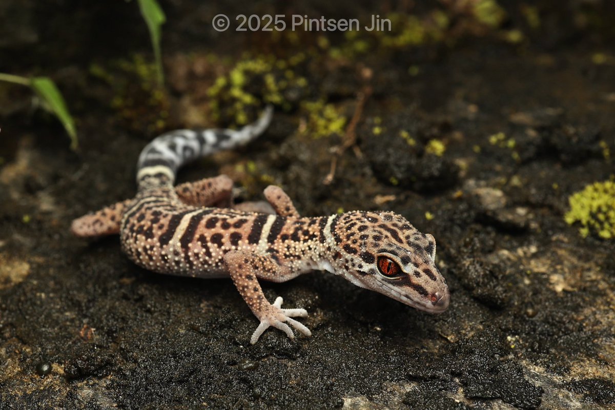 南嶺瞼虎 𝐺𝑜𝑛𝑖𝑢𝑟𝑜𝑠𝑎𝑢𝑟𝑢𝑠 𝑣𝑎𝑟𝑖𝑢𝑠