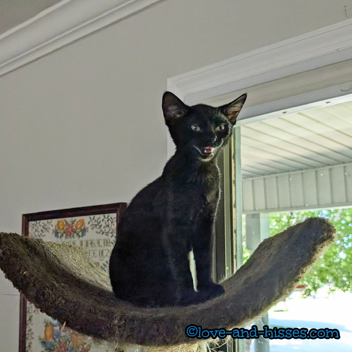 RobynAnderson's tweet image. Margarita has claimed the top of the tall cat tree, and is QUITE pleased with herself!