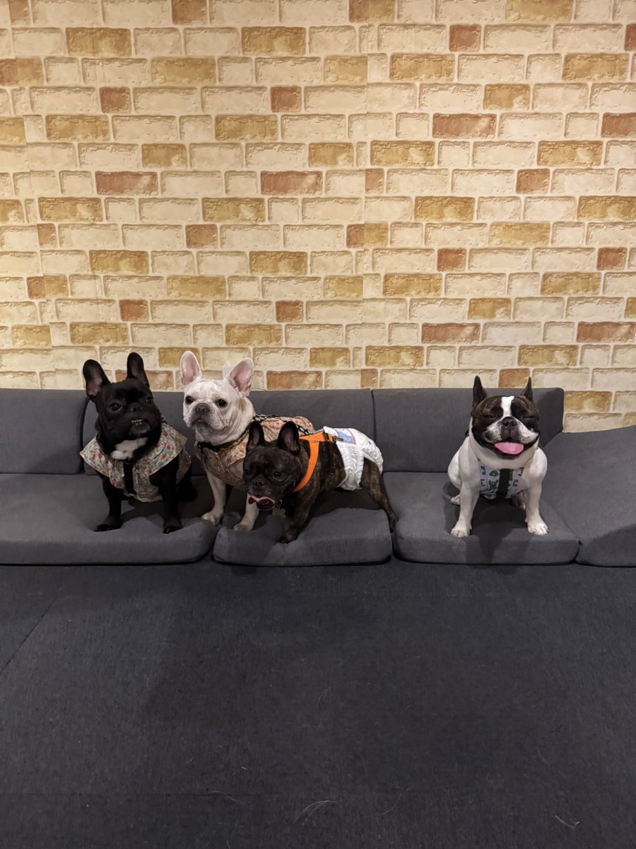 bitemorph's tweet image. 夜ラン行ってきました😊
女子達３匹でかたまってる　笑