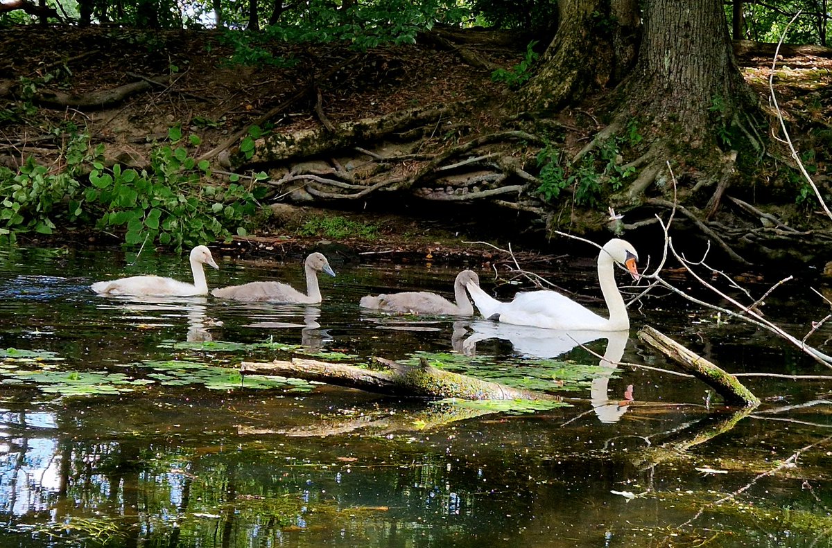 Kitchiki's tweet image. Me and @PrismPaws saw a shiny cygnet while kayaking!