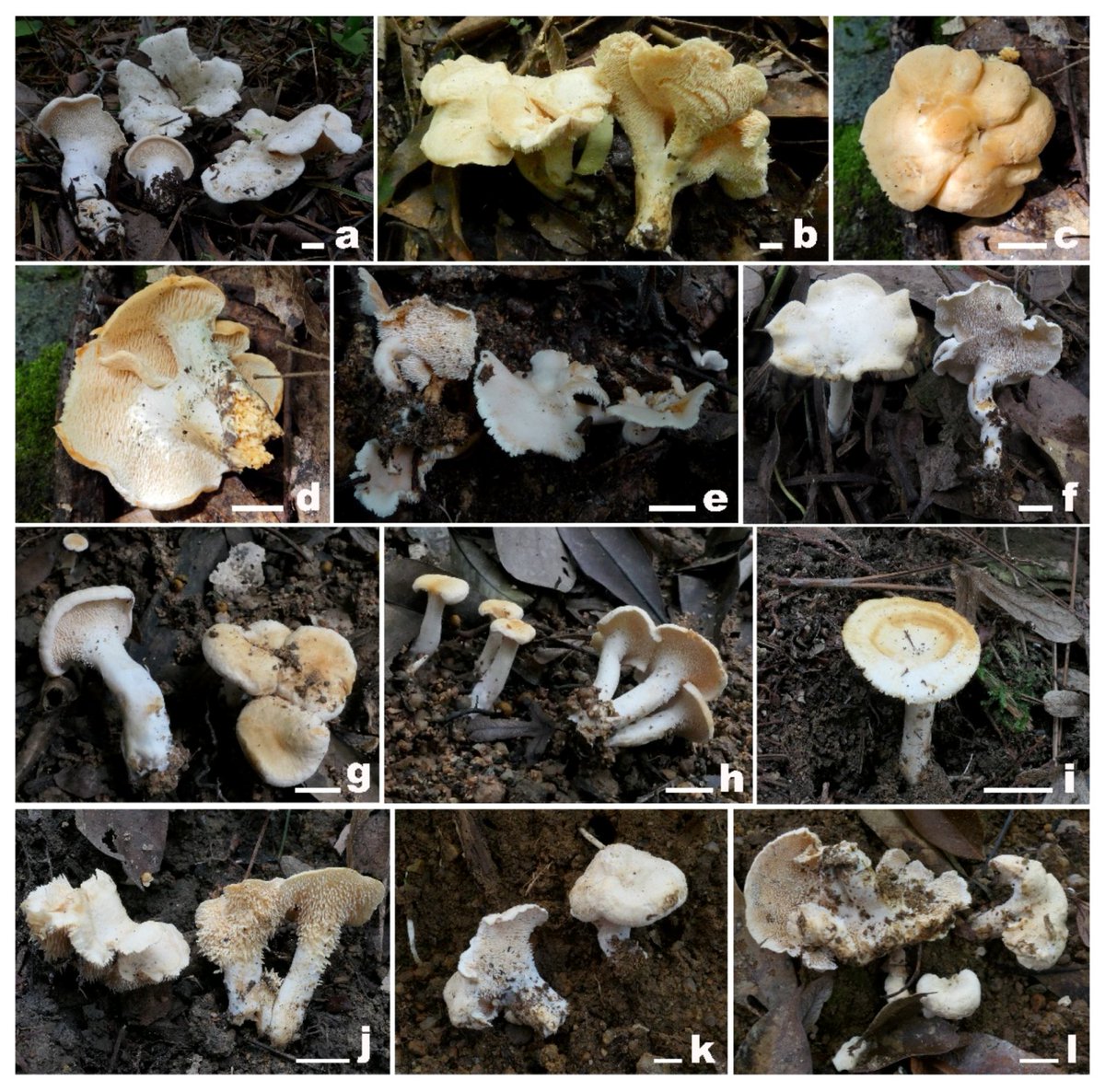DiversityMDPI's tweet image. 🍄🔍 A Contribution to the Knowledge of Hydnum (Hydnaceae, Cantharellales) in China, Introducing a New Taxon and Amending Descriptions of Five Known Species
by Hua-Zhi Qin et al.
mdpi.com/1424-2818/16/3… | 2903 views