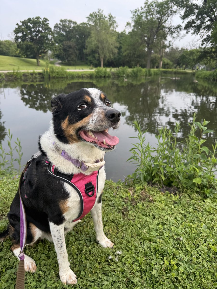 MayleePup's tweet image. Happy #TBT Friend! There’s no mountains around me here in Iowa, but mountains are really funny. They’re ‘hill areas’ haha, hillareas!!! Happy Day Pal ❤️🐶❤️